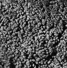 Pebbles BW